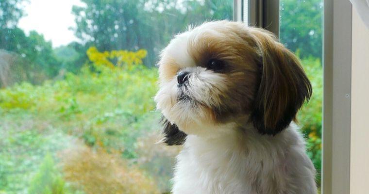 シーズー：犬種の特徴と飼い方